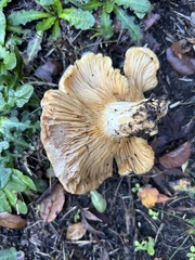 Clitocybe brunneocephala