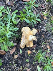 Clitocybe brunneocephala