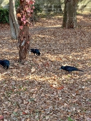 Corvus macrorhynchos