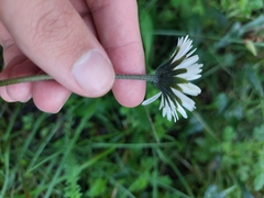 Bellis sylvestris