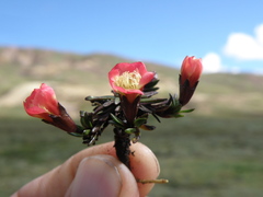 Gentianella nitida