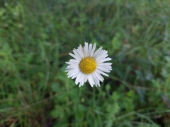 Bellis sylvestris