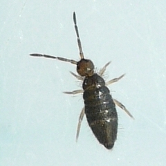 Willowsia buski