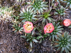 Gentianella nitida