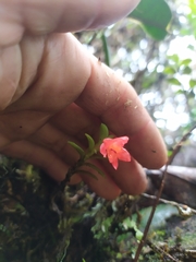 Fernandezia