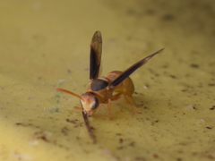 Parachartergus colobopterus