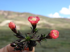 Gentianella nitida