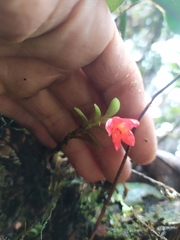 Fernandezia