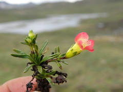 Gentianella nitida