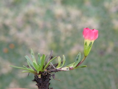 Gentianella nitida