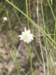 Actinotus minor