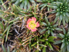Gentianella nitida