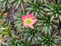 Gentianella nitida