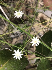 Actinotus minor