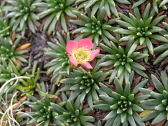 Gentianella nitida