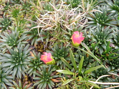 Gentianella nitida