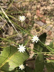 Actinotus minor