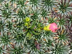 Gentianella nitida