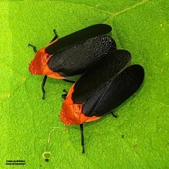 Sphenorhina rhodopepla
