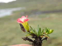 Gentianella nitida