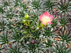 Gentianella nitida
