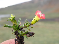 Gentianella nitida