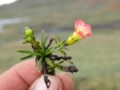 Gentianella nitida