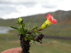 Gentianella nitida