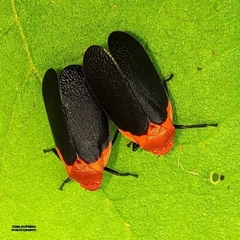 Sphenorhina rhodopepla