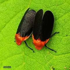Sphenorhina rhodopepla