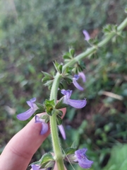 Salvia sclareoides