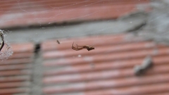 Uloborus plumipes