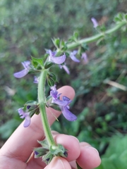 Salvia sclareoides