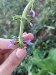 Salvia sclareoides