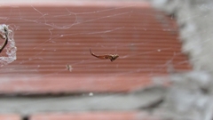 Uloborus plumipes
