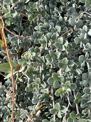 Acmispon argophyllus