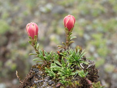 Gentianella saxicola