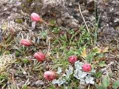 Gentianella saxicola