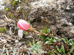 Gentianella saxicola