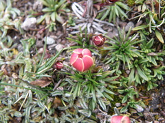 Gentianella saxicola