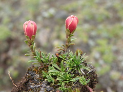 Gentianella saxicola