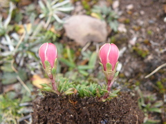 Gentianella saxicola