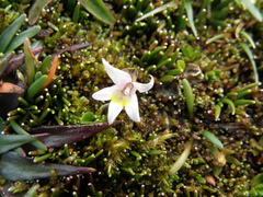Lobelia oligophylla