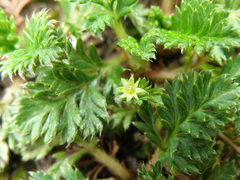 Alchemilla repens