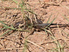 Ameiva praesignis