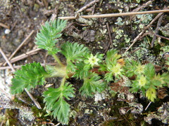 Alchemilla repens