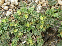 Alchemilla repens