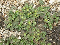 Alchemilla repens