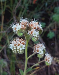 Phacelia secunda pinnata