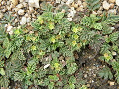 Alchemilla repens